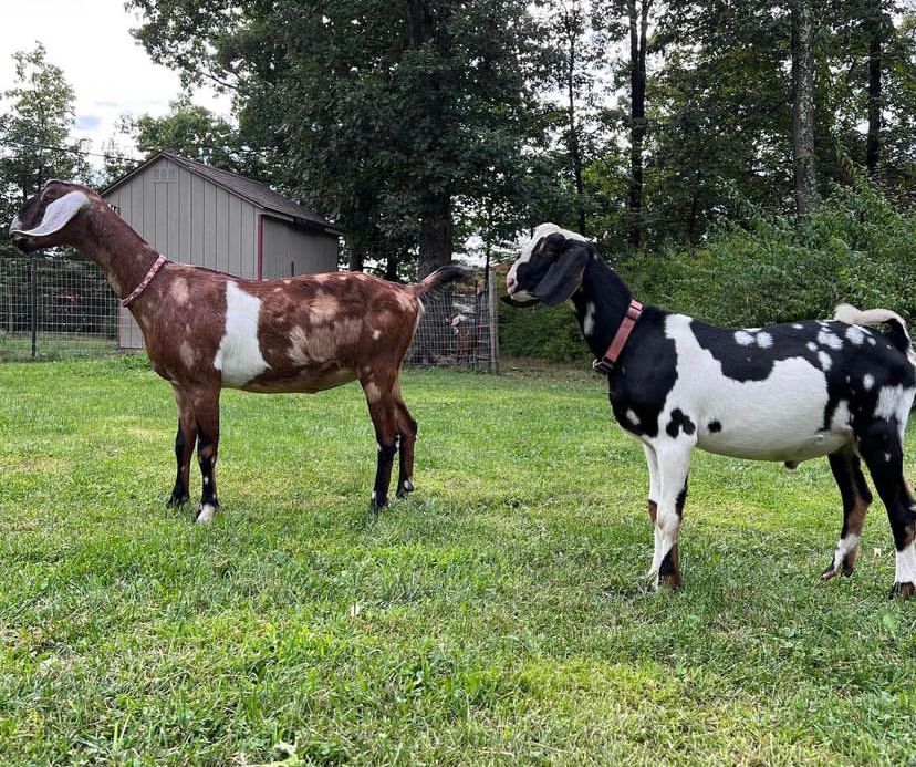 Nubian purebreds males-2